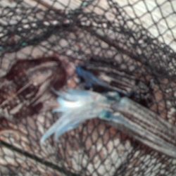 こかわ渡船　雅丸 釣果