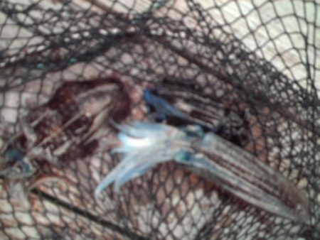 こかわ渡船　雅丸 釣果