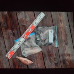 こかわ渡船　雅丸 釣果