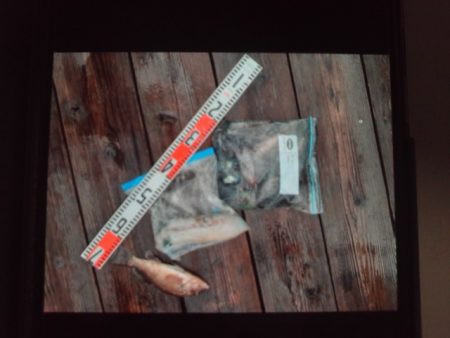 こかわ渡船　雅丸 釣果