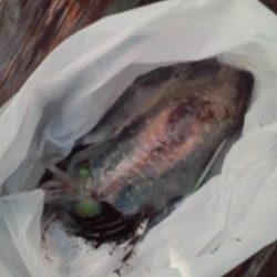 こかわ渡船　雅丸 釣果