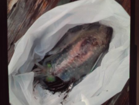 こかわ渡船　雅丸 釣果