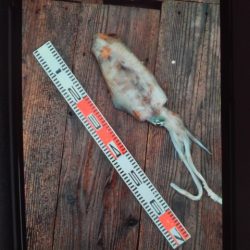 こかわ渡船　雅丸 釣果