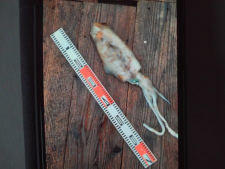 こかわ渡船　雅丸 釣果