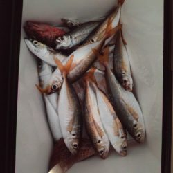 こかわ渡船　雅丸 釣果