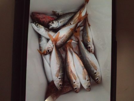 こかわ渡船　雅丸 釣果