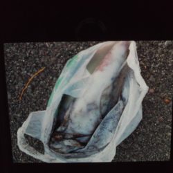 こかわ渡船 雅丸 釣果