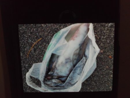 こかわ渡船　雅丸 釣果