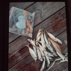 こかわ渡船　雅丸 釣果