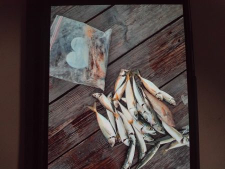 こかわ渡船　雅丸 釣果