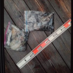 こかわ渡船　雅丸 釣果