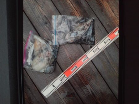 こかわ渡船　雅丸 釣果