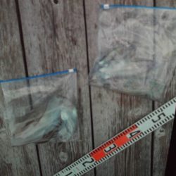 こかわ渡船 雅丸 釣果