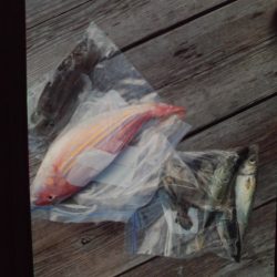 こかわ渡船 雅丸 釣果