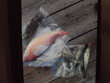 こかわ渡船 雅丸 釣果