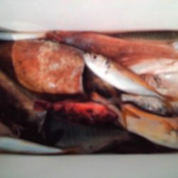 こかわ渡船 雅丸 釣果