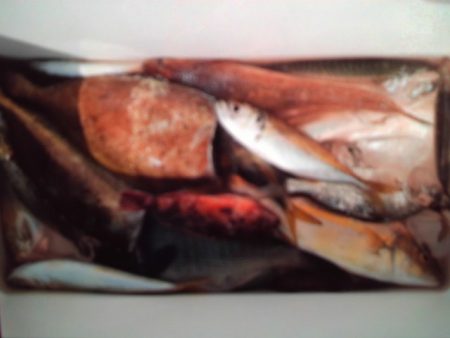 こかわ渡船 雅丸 釣果