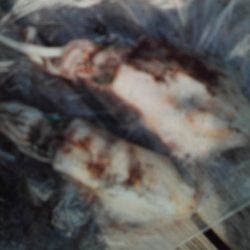 こかわ渡船　雅丸 釣果