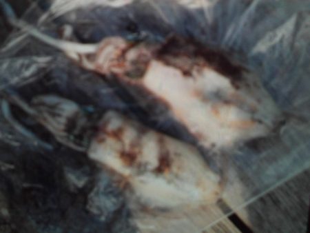 こかわ渡船　雅丸 釣果