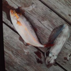 こかわ渡船　雅丸 釣果