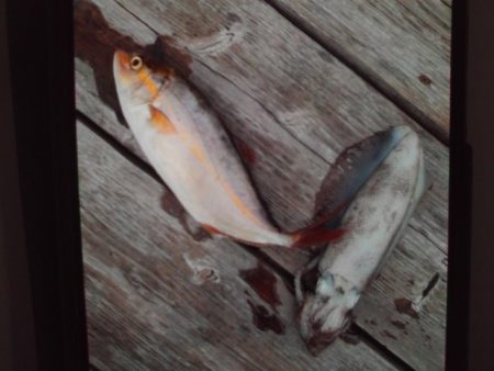 こかわ渡船　雅丸 釣果