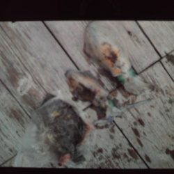 こかわ渡船 雅丸 釣果