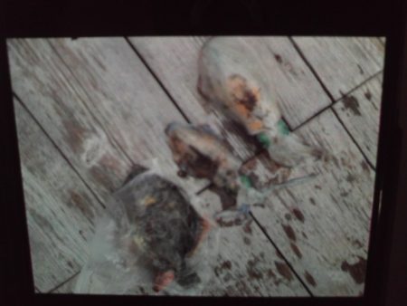 こかわ渡船 雅丸 釣果