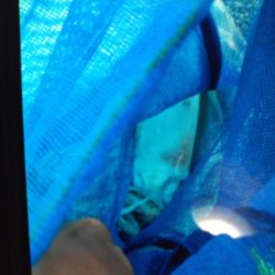 こかわ渡船 雅丸 釣果