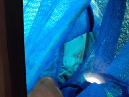 こかわ渡船 雅丸 釣果