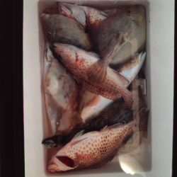 こかわ渡船 雅丸 釣果