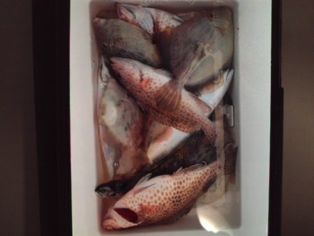 こかわ渡船 雅丸 釣果