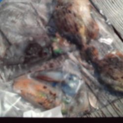 こかわ渡船　雅丸 釣果