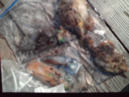 こかわ渡船　雅丸 釣果