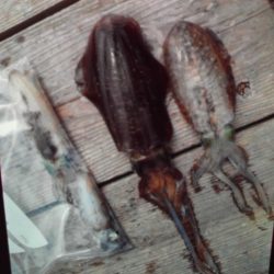 こかわ渡船 雅丸 釣果