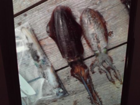 こかわ渡船 雅丸 釣果