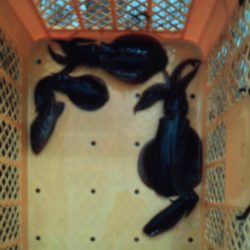 こかわ渡船 雅丸 釣果