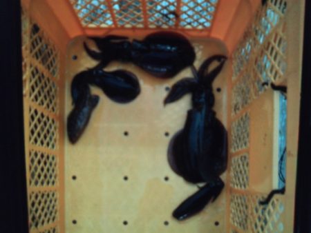 こかわ渡船 雅丸 釣果