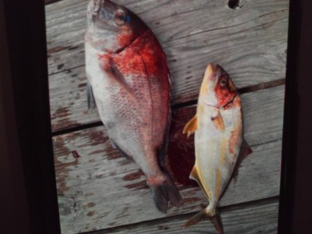 こかわ渡船 雅丸 釣果