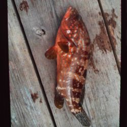 こかわ渡船 雅丸 釣果