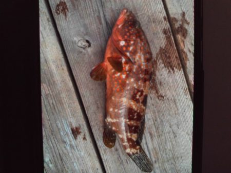 こかわ渡船 雅丸 釣果