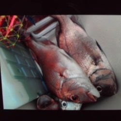 こかわ渡船 雅丸 釣果