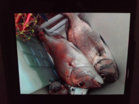 こかわ渡船 雅丸 釣果