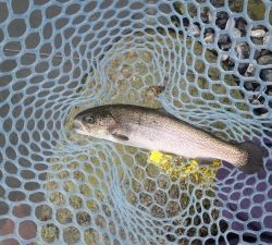 朝霞ガーデン 釣果