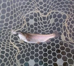 朝霞ガーデン 釣果