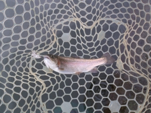 朝霞ガーデン 釣果