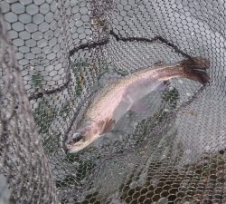 朝霞ガーデン 釣果