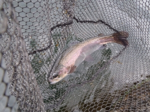 朝霞ガーデン 釣果