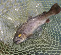 朝霞ガーデン 釣果