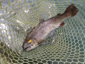 朝霞ガーデン 釣果