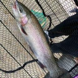 フィッシング サンクチュアリ 釣果